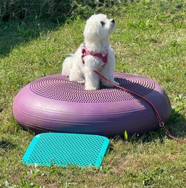 Ein kleiner, weißer Hund sitzt auf einem lila Kissen auf Rasen, mit einer Leine.