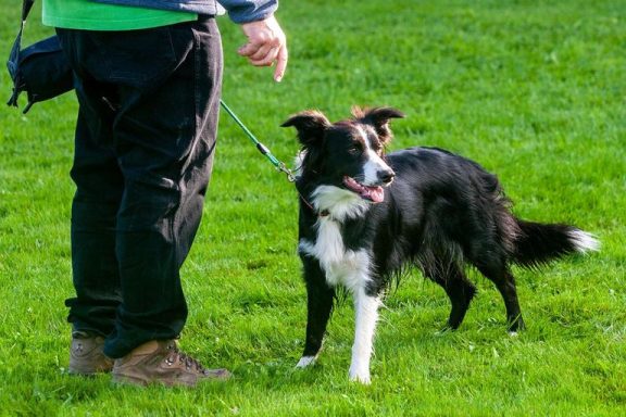 Ein Mensch mit Hund an der Leine steht auf grünem Gras. Der Hund ist schwarz-weiß.