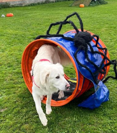 Ein Hund verlässt einen Tunnel, dekoriert mit einer großen Spinne.