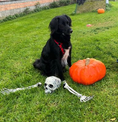 Schwarzer Hund sitzt neben einem Kürbis und einem Skelett in grünem Gras.