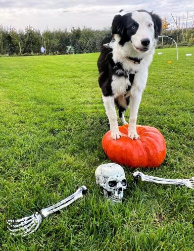 Ein Hund steht auf einem Kürbis, neben einem Skelettohr und einem Schädel auf dem Gras.