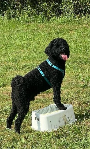 Schwarzer Hund steht auf einer kleinen Box im Freien, mit herausgestreckter Zunge.