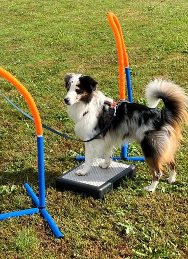 Ein Hund steht auf einer Plattform, umgeben von bunten Hindernissen im Freien.