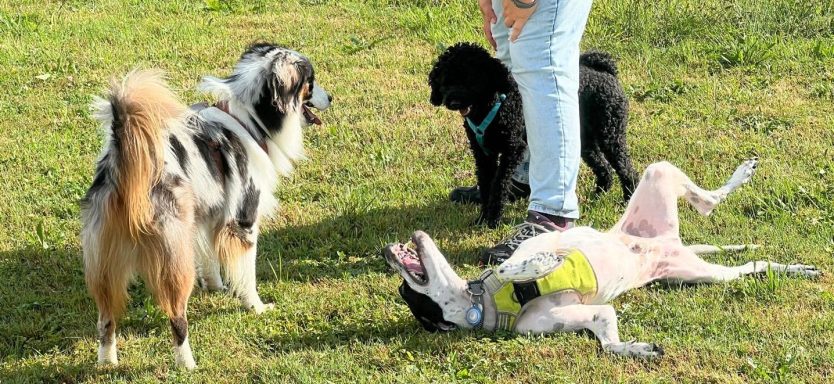 Drei Hunde auf einer Wiese, ein Hund liegt entspannt auf dem Rücken.