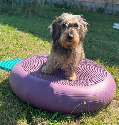 Dackel auf einer runden, lila Yogamatte im Freien, umgeben von Gras.