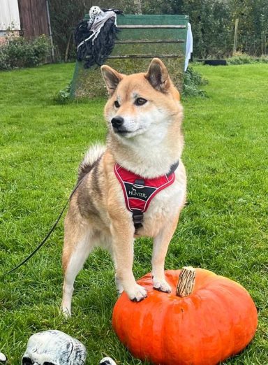 Ein Shiba Inu steht auf einem Kürbis im grünen Gras.