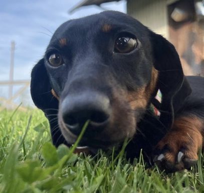 Schwarzer Dackel liegt auf grünem Gras und schaut neugierig in die Kamera.