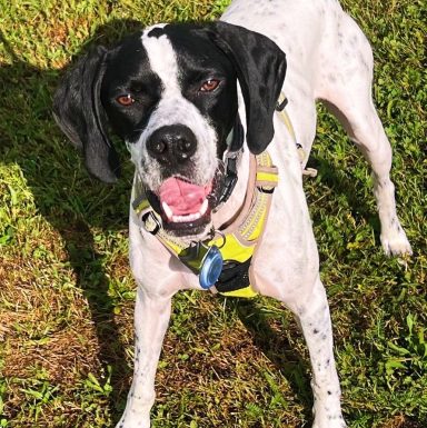 Schwarz-weißer Hund mit fröhlichem Ausdruck steht auf grünem Gras.